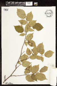 Corylus cornuta image