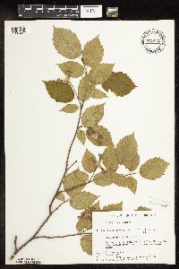 Corylus cornuta image