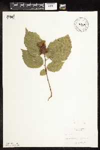 Corylus cornuta image