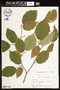 Corylus cornuta image