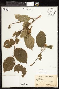 Corylus cornuta image