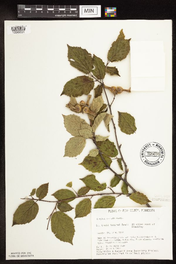 Corylus cornuta subsp. cornuta image