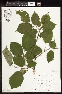 Corylus cornuta image
