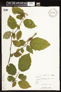 Corylus cornuta image