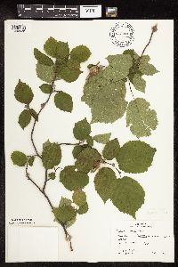 Corylus cornuta subsp. cornuta image
