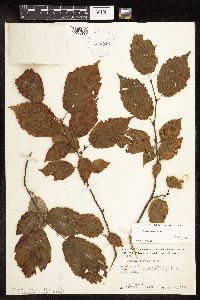 Corylus cornuta image