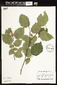 Corylus cornuta image