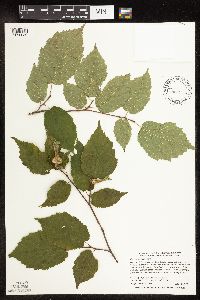 Corylus cornuta image