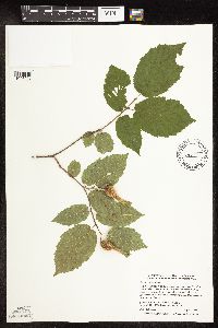 Corylus cornuta image