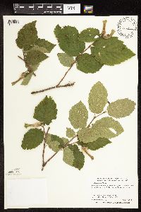 Corylus cornuta image