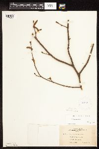 Corylus cornuta image