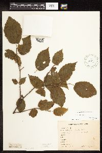 Corylus cornuta image