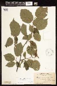 Corylus cornuta subsp. cornuta image