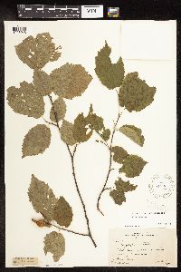 Corylus cornuta image