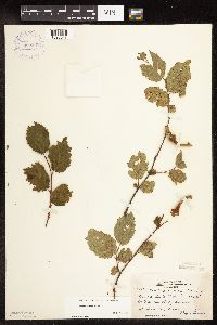 Corylus cornuta image