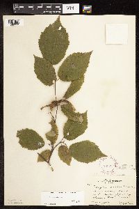 Corylus cornuta image