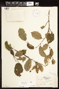 Corylus cornuta subsp. cornuta image