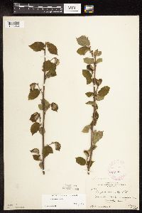 Corylus cornuta subsp. cornuta image