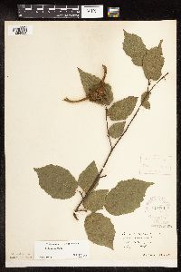 Corylus cornuta image