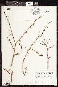 Corylus cornuta subsp. cornuta image