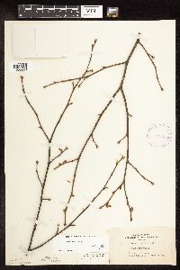 Corylus cornuta image