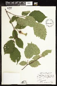 Corylus cornuta image