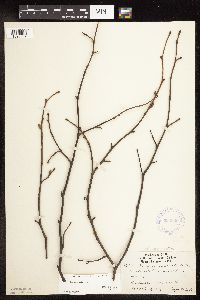 Corylus cornuta subsp. cornuta image