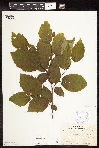 Corylus cornuta subsp. cornuta image