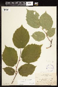 Corylus cornuta image