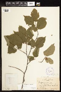 Corylus cornuta image
