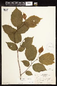 Corylus cornuta image