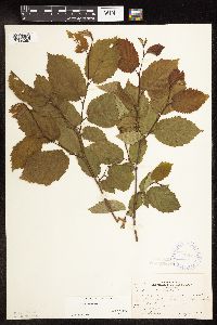 Corylus cornuta image