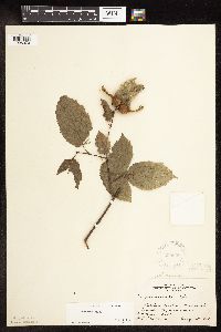 Corylus cornuta image