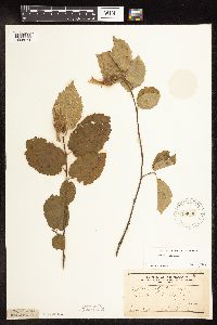 Corylus cornuta image