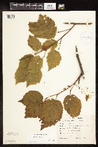 Corylus cornuta image