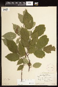 Corylus cornuta image