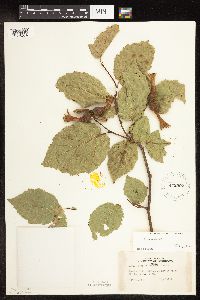 Corylus cornuta image