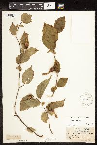 Corylus cornuta image