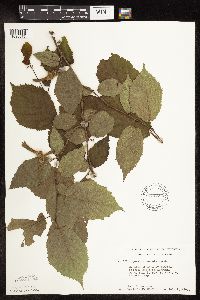 Corylus cornuta subsp. cornuta image