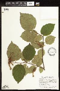Corylus cornuta subsp. cornuta image