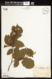 Corylus cornuta image