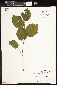 Corylus cornuta image
