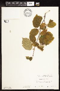 Corylus cornuta subsp. cornuta image