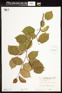 Corylus cornuta image