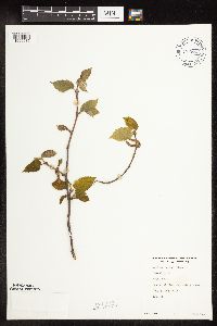 Corylus cornuta image