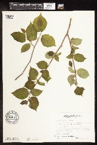 Corylus cornuta image