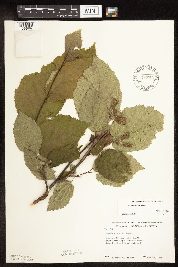 Corylus americana x cornuta image