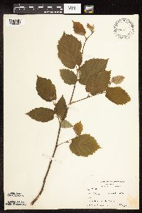Corylus cornuta image