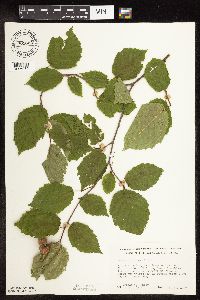 Corylus cornuta image