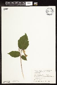 Corylus cornuta image